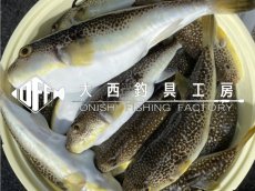 画像3: 湾フグ用海老餌固定金具『海老スクリュー』（商標登録、実用新案取得済み） (3)